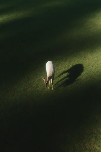 Cinematic Emerald Chiaroscuro style reference image — dramatic long shadows