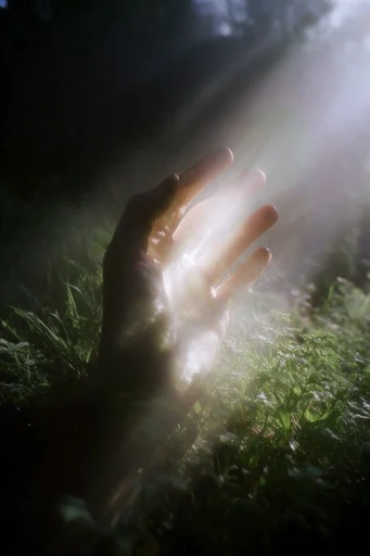 Cinematic Forest Chiaroscuro style reference image — deep forest shadows