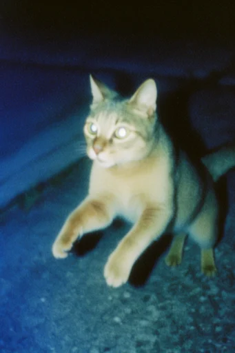 Gritty Analog Snapshot style AI image example 3