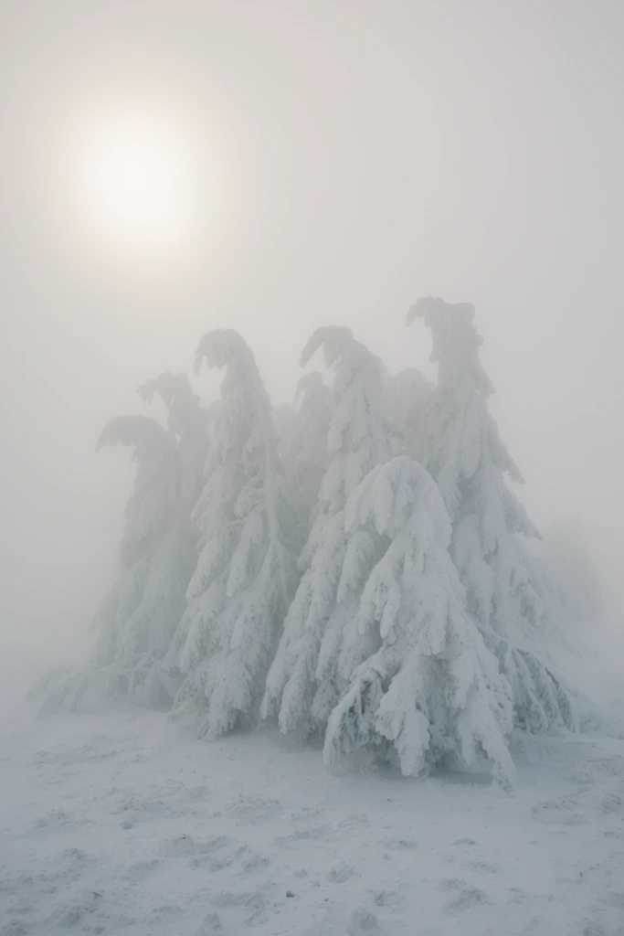 A cluster of evergreen trees heavily encased in thick rime ice and snow stands huddled in a desolate winter landscape completely shrouded in dense white fog. The immense weight of the snow transforms the conifers into amorphous, hunched, and ghostly figures drooping toward the uneven snow-covered ground. A highly diffused, hazy sun attempts to pierce through the thick mist in the upper left corner, casting a soft, washed-out glow across the scene. The low-contrast atmospheric landscape photography features an ethereal, minimalist composition. The extremely muted, near-monochromatic color palette is dominated by stark whites, pale greys, and faint icy blues, emphasizing the completely silent, freezing, and starkly isolated environment.