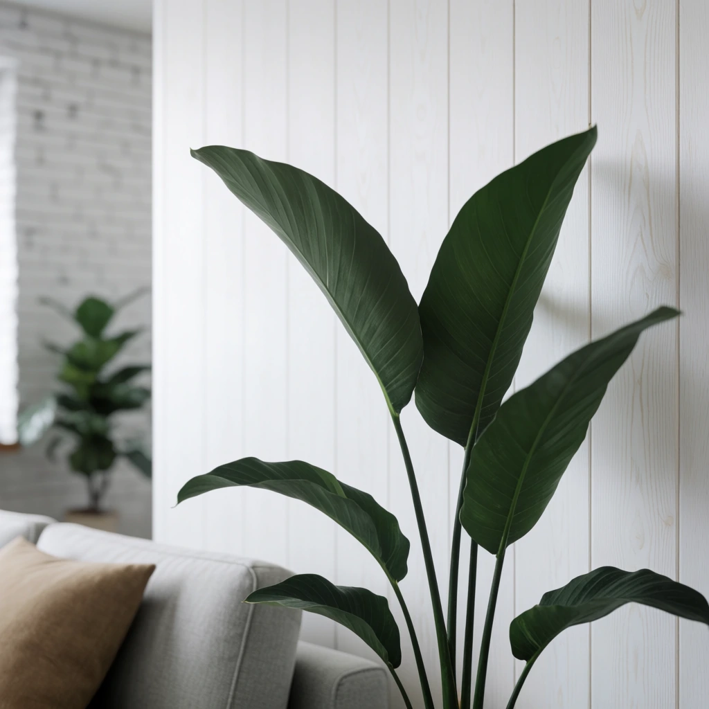 large indoor plant with broad deep green leaves on tall slender stems, bright white vertical wood-paneled wall in the immediate background, soft diffused natural lighting, minimalist interior, shallow depth of field, blurred adjacent room visible to the left, white painted brick wall, edge of a light grey sofa with a tan throw pillow, out-of-focus secondary green plant in the distance, muted color palette, serene modern home decor, photorealistic