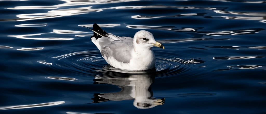 A white and grey seagull floats on deep blue undulating water. Gentle concentric ripples expand from its chest. The dark surface catches bright silvery light reflections and holds a crisp, mirrored reflection of the bird. High-contrast wildlife photography.