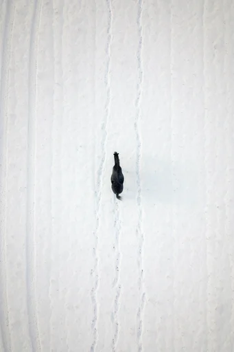Minimalist Aerial Surrealism style reference image — stark negative space