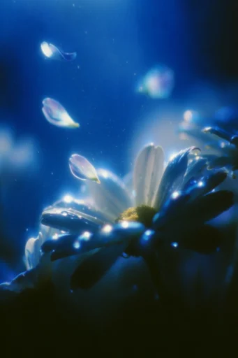 Luminous Cobalt Nocturne style reference image — nocturnal mystery