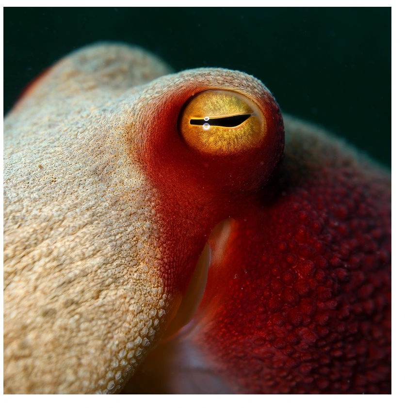 Extreme macro photograph of an octopus eye, golden slit pupil in razor-sharp focus, richly textured red and cream skin, moody underwater lighting, shallow depth of field.