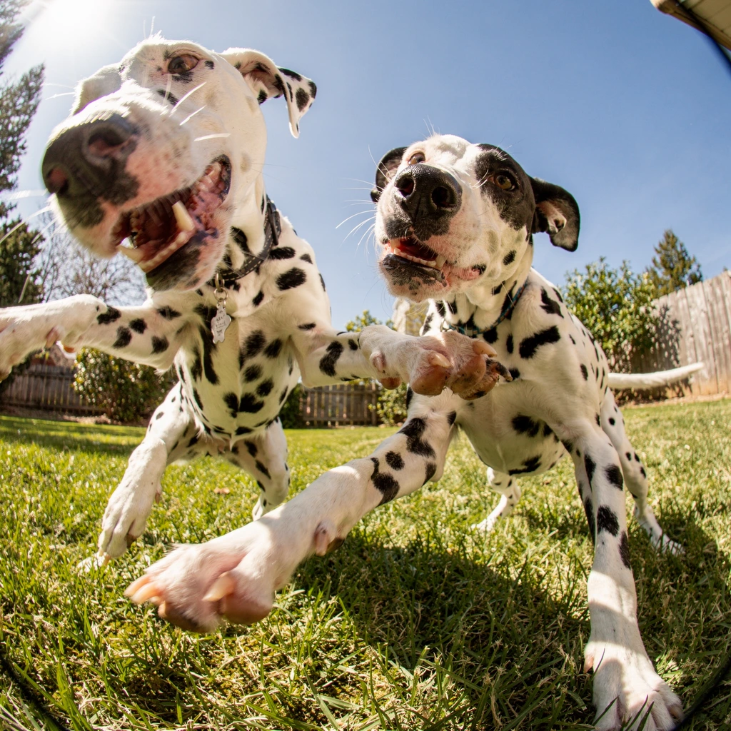 Flux 2 Pro quality and speed showcase